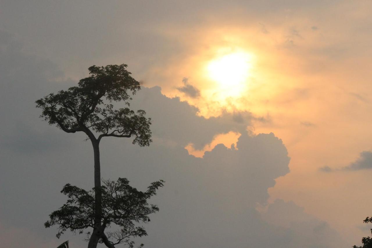 Forest Tree * Buttala