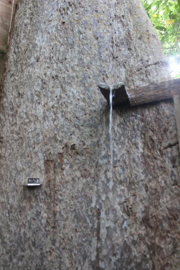 Forest Tree Homestay