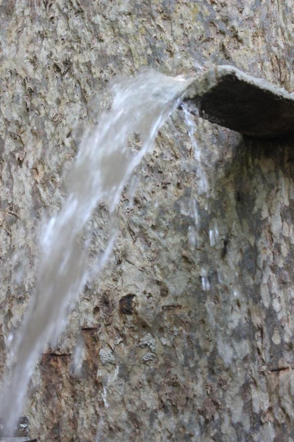 Forest Tree * Buttala