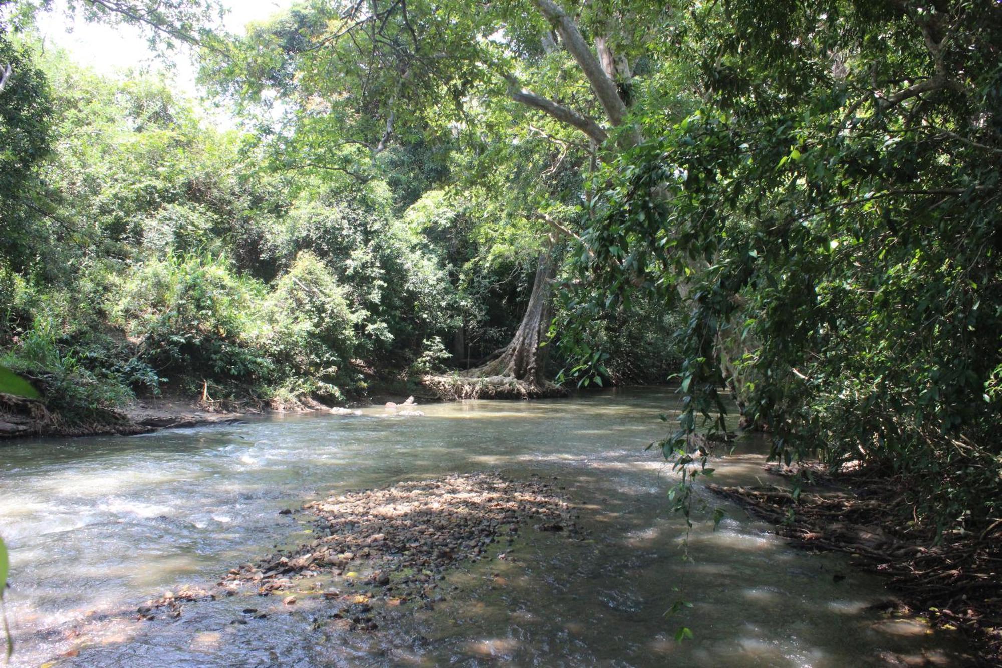 Forest Tree Buttala